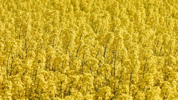 Tekom Agro Group засіяла озимий ріпак