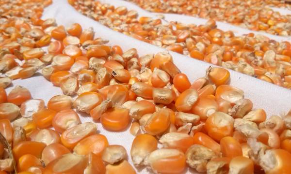 Головна 26 Corteva виділила насіннєвий бізнес у нову компанію